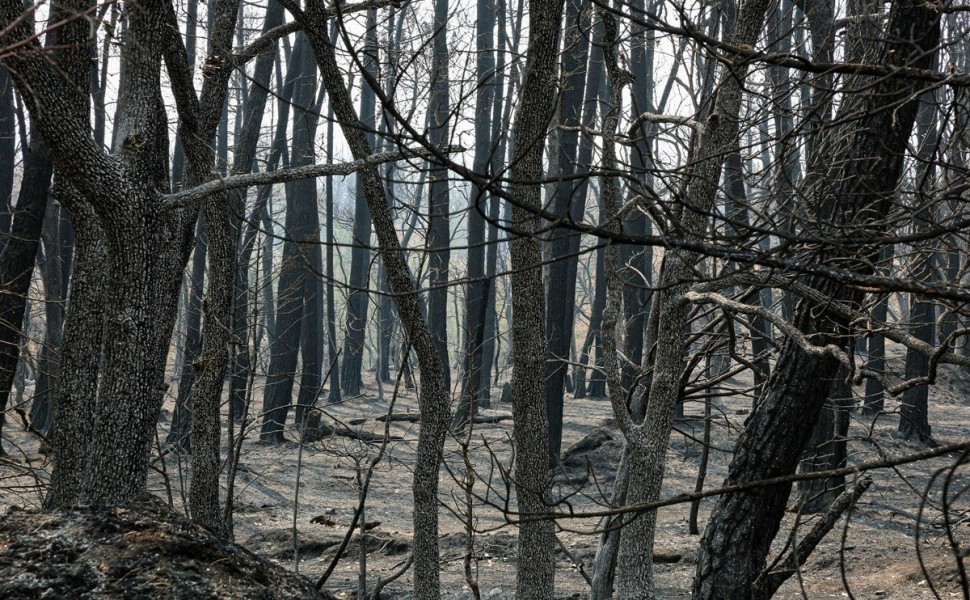 Μετά τη φωτιά στο δάσος της Δαδιάς/φωτό αρχείου INTIME