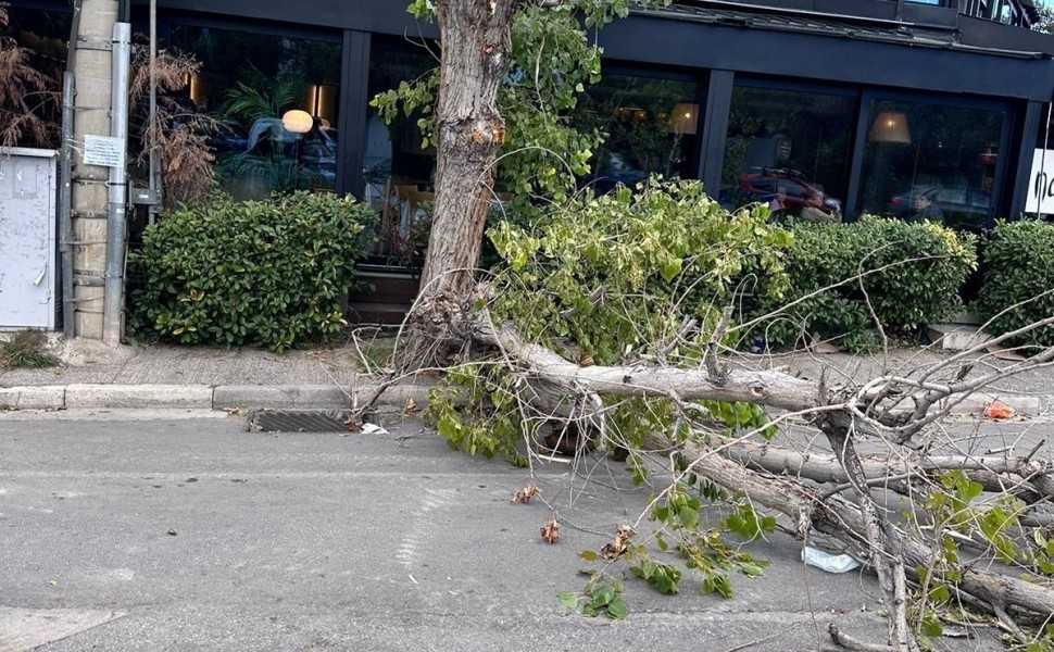 Δέντρο έπεσε στη μέση του δρόμου στο Ψυχικό / Φωτ.: Flash.gr