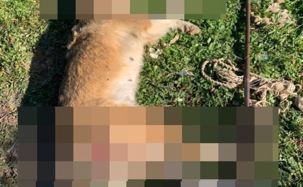 Κακοποίηση και θανάτωση σκύλου στα Μέγαρα / Facebook