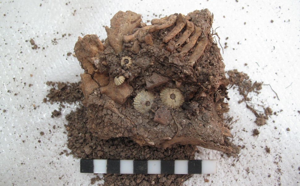 Χώμα με τα οστά του μωρού που βρέθηκαν κατά την ανασκαφή στους Λαζάρηδες της Αίγινας
