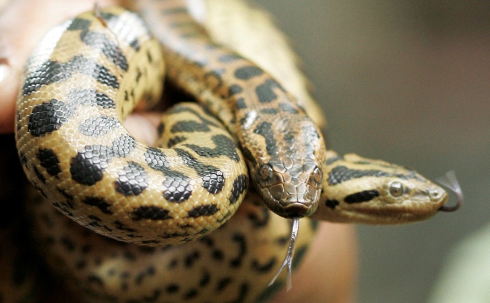 Νεογέννητο φίδι ανακόντα / Reuters