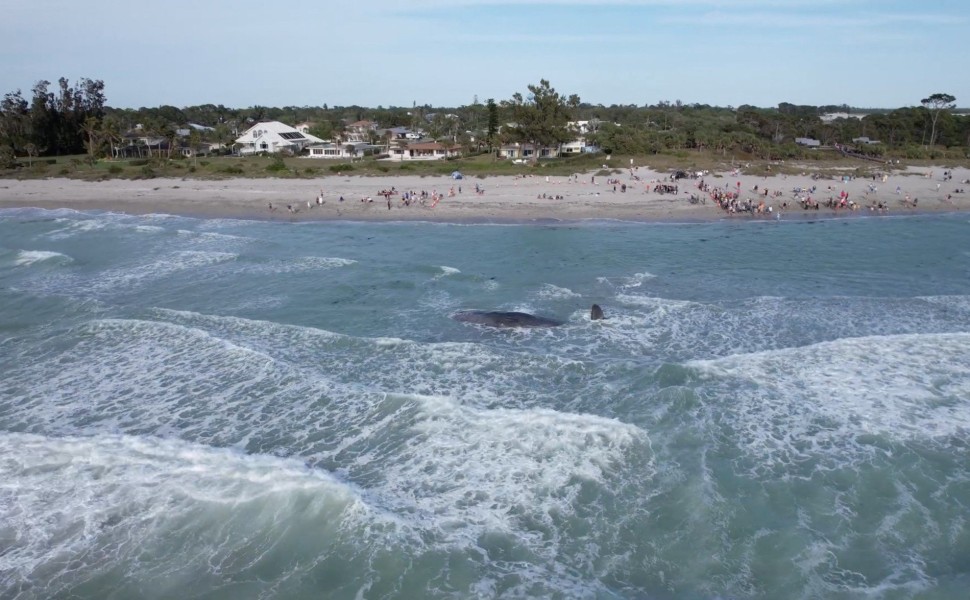 Φάλαινα εγκλωβίζεται στις ακτές της Φλόριντα και πεθαίνει/Reuters