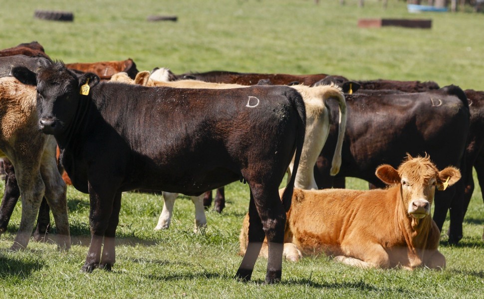 Αγελάδες σε φάρμα στο Τέξας (φωτο: ΑΠΕ-ΜΠΕ/EPA/ADAM DAVIS)