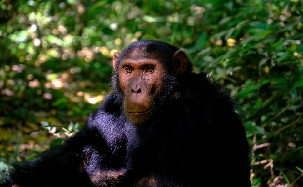 Χιμπατζής. Φωτογραφία: Unsplash