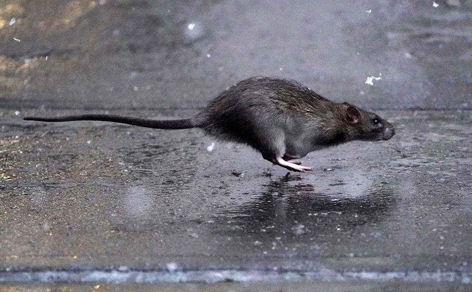 FILE PHOTO: A rat runs across a sidewalk in the snow in the Manhattan borough of New York City, New York, U.S., December 2, 2019. REUTERS/Carlo Allegri/File Photo