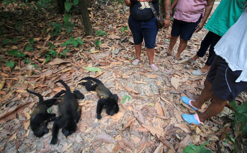 Οι αφυδατωμένες μαϊμούδες πέφτουν από τα δέντρα και πεθαίνουν στο Μεξικό / REUTERS