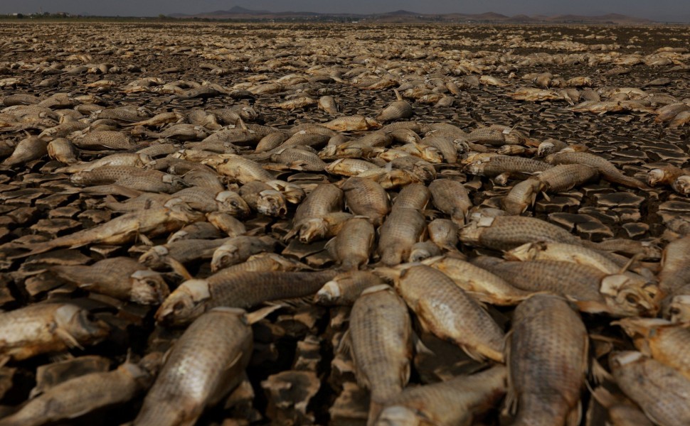 Νεκρά ψάρια σε λιμνοθάλασσα στο Μεξικό / πηγή: Reuters