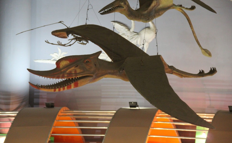 Πτερόσαυρος / φωτ, Wikimedia Commons