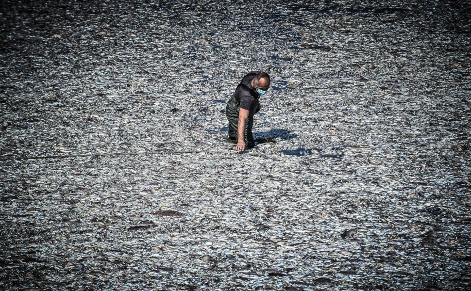 Νεκρά ψάρια στον χείμαρρο του Ξηριά στο Βόλο/Eurokinissi